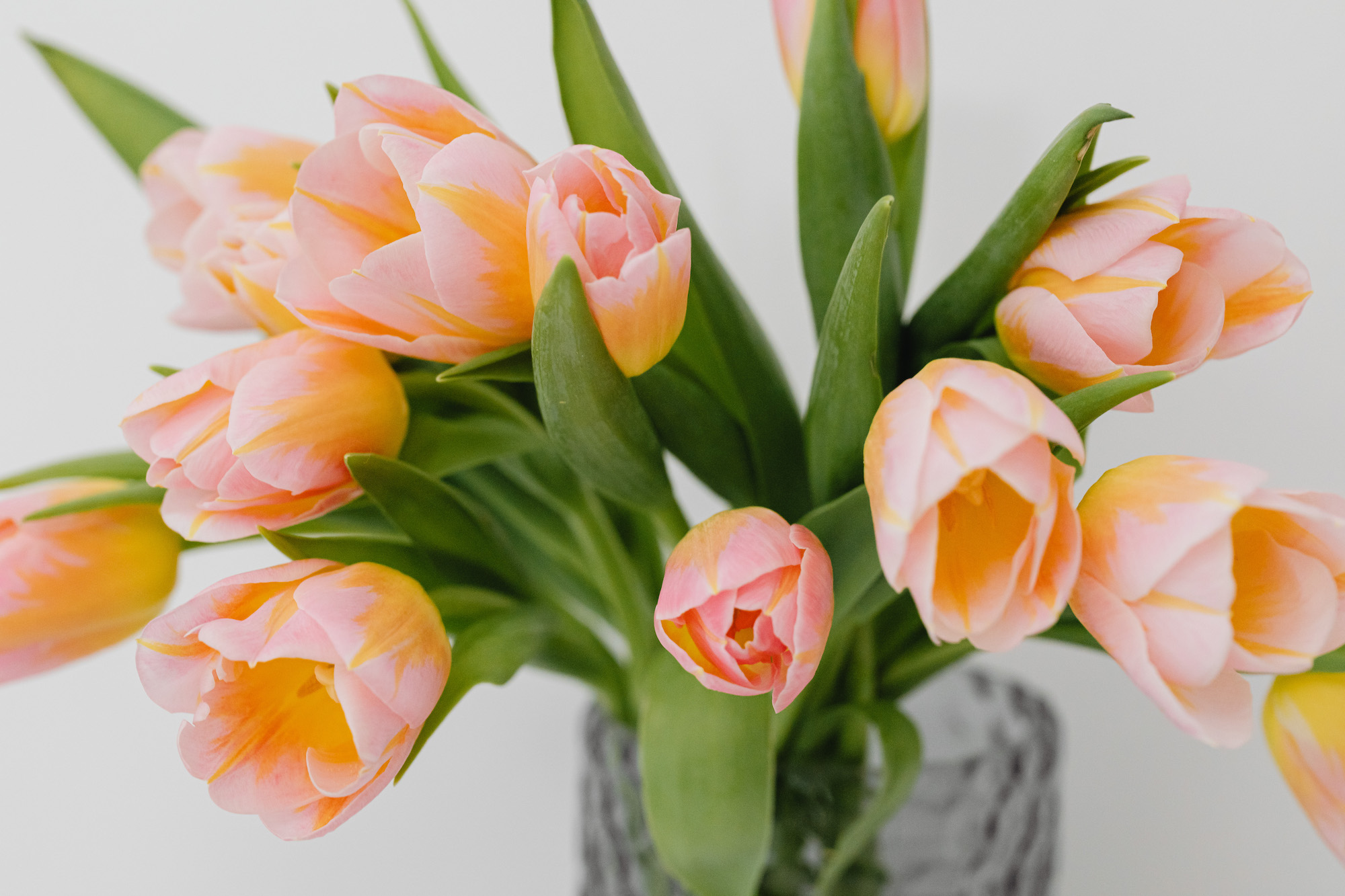 kaboompics_Pink and yellow tulips-2r
