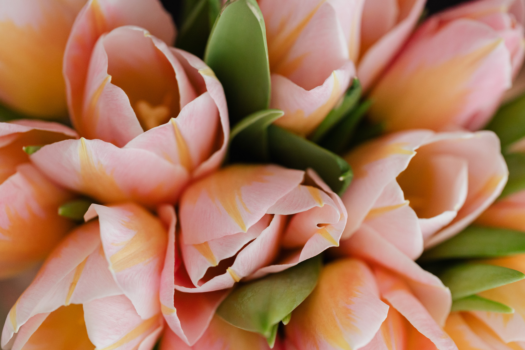 kaboompics_Pink and yellow tulips-6r