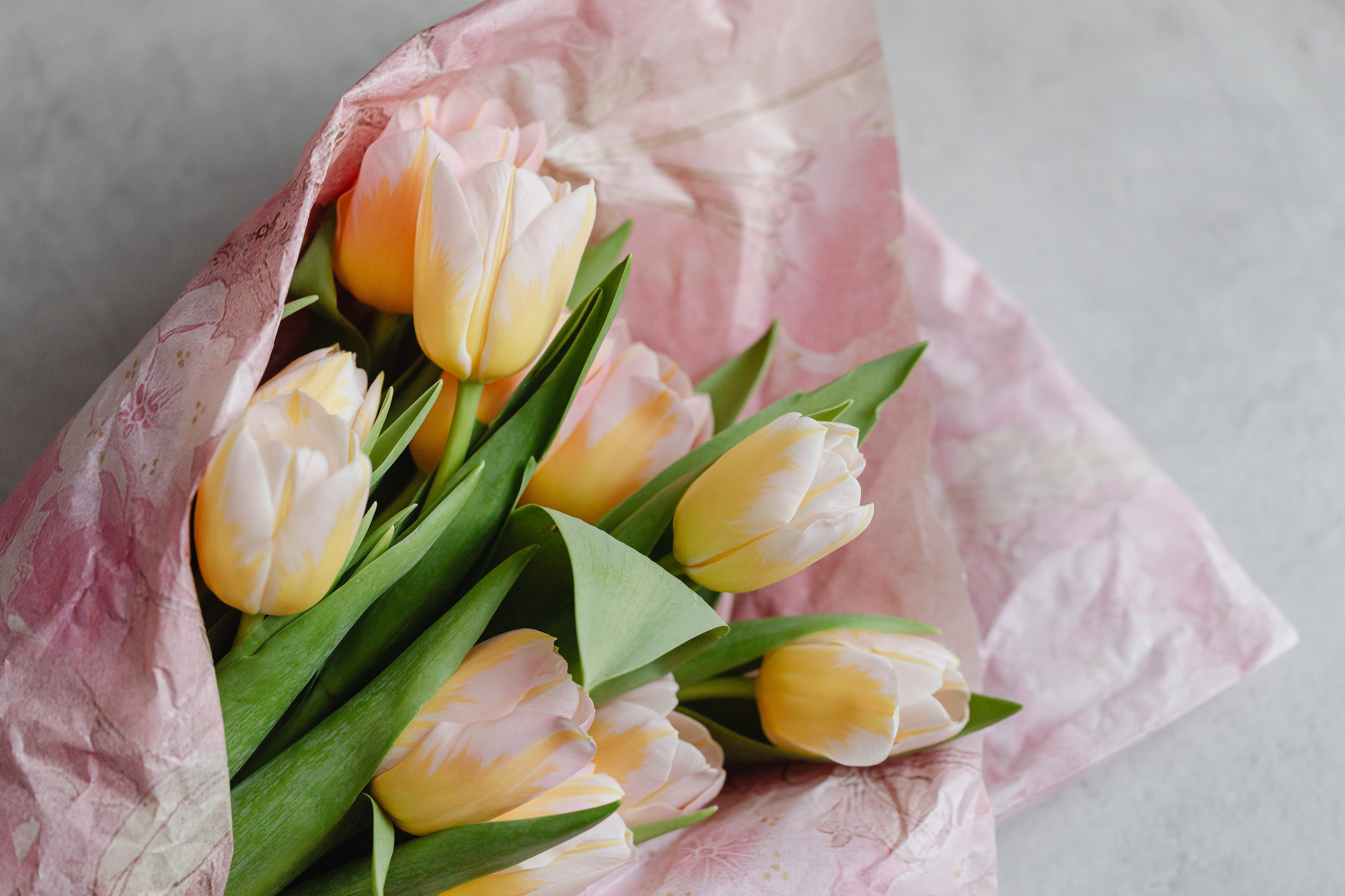 kaboompics_Pink and yellow tulips-7r
